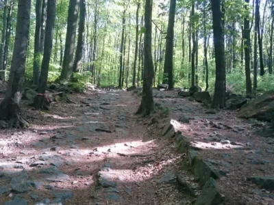 Bieg Na Ślężę to jeden z najstarszych biegów górskich w Polsce